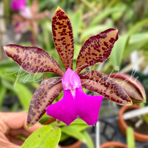 Cattleya Fascelis — Palmer Orchids